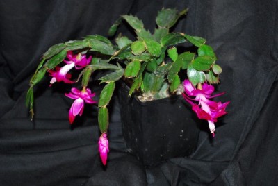 Schlumbergera213 045yy.jpg