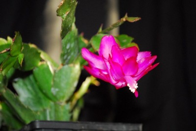 Schlumbergera213 046yy.jpg
