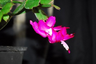 Schlumbergera213 048yy.jpg