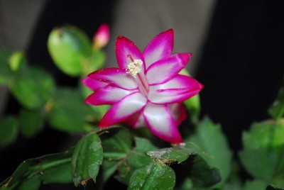 Schlumbergera213 052yy.jpg