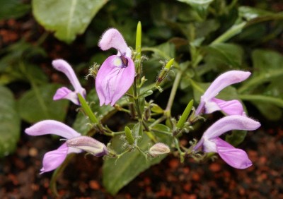 Brillantaisia soyauxii (1a).jpg