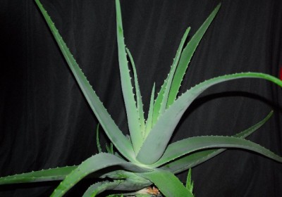 Aloe213 074yy.jpg