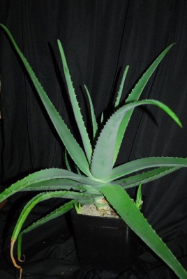 Aloe213 075yy.jpg