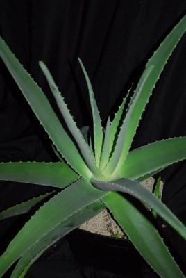 Aloe213 076yy.jpg