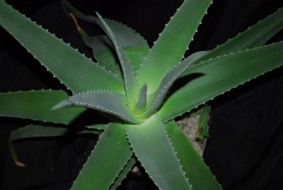 Aloe213 077yy.jpg