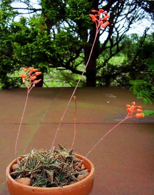 Aloe descoingsii 1991-3 (1a).jpg