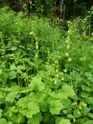 P1040720 (768x1024).jpg