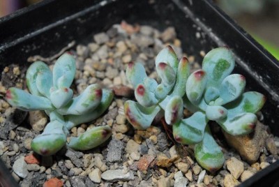 Crassulaceae 095yy.jpg