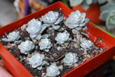 Crassulaceae 096yy.jpg