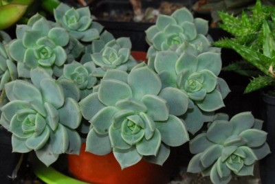 Crassulaceae 097yy.jpg