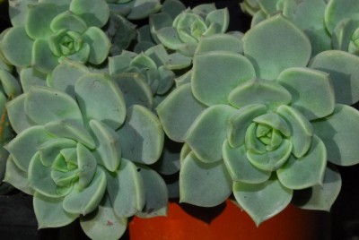 Crassulaceae 098yy.jpg