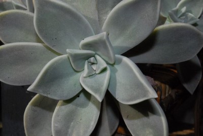 Crassulaceae 100yy.jpg