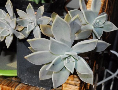 Crassulaceae 101yy.jpg