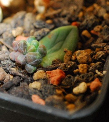 Crassulaceae 102yy.jpg