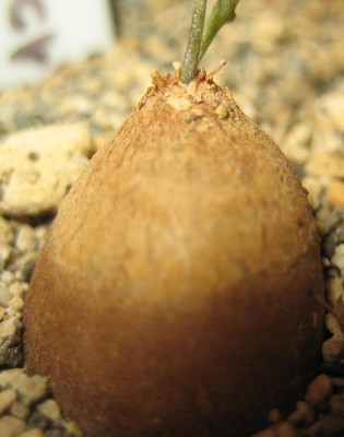 2013 Herbst 4 071.jpg