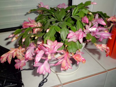 CIMG0078.JPG