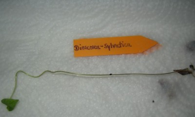 Dioscorea2.jpg