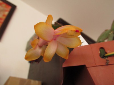 Schlumbergera Outono.jpg