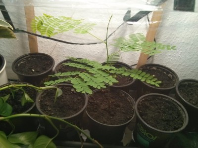 Flammenbaum gut gedeihend.jpg