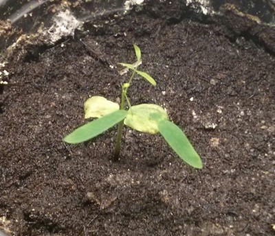 Flammenbaum mickrig.JPG