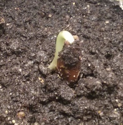 Flammenbaum hochgedrückter Samen.JPG