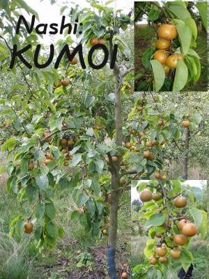 Plakat KUMOI.jpg