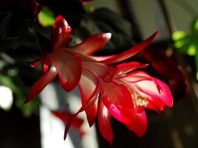 Schlumbergera213 055pp.jpg