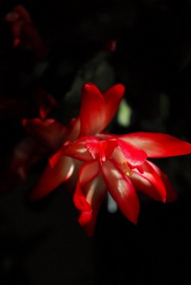 Schlumbergera213 059pp.jpg