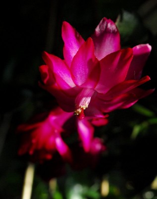 Schlumbergera213 060pp.jpg