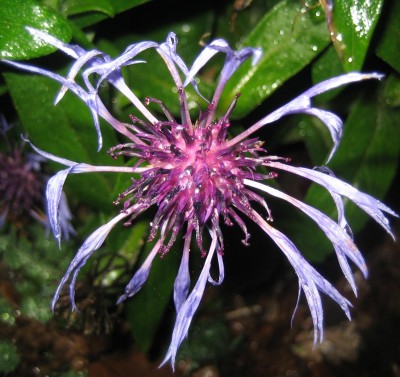 2013 Herbst 4 075.jpg