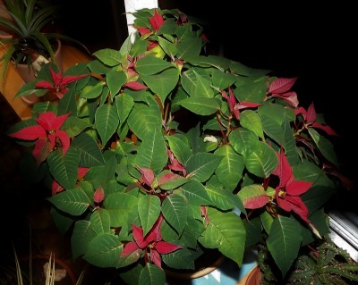 Euphorbia pulcherrima (800x637).jpg