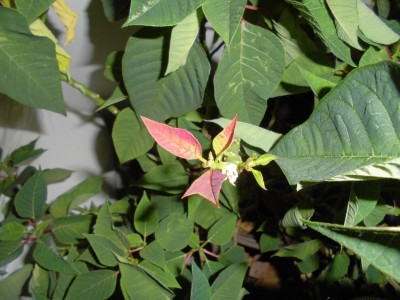 CIMG6702.jpg