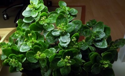 DSCF6951 (600x368).jpg