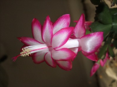 DSCF8243.JPG