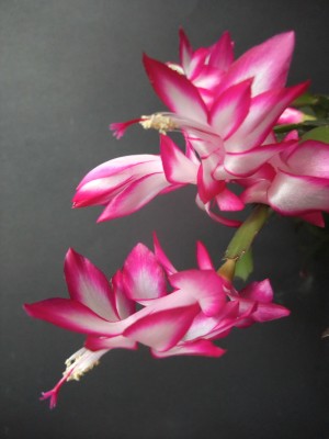DSCF8260.JPG