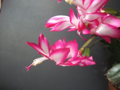 DSCF8262.JPG