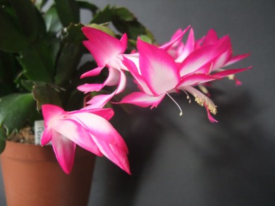 DSCF8263.JPG