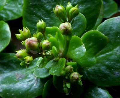 DSCF6954 (600x492).jpg