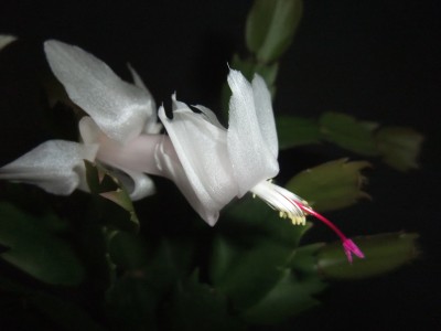 DSCF8122.JPG
