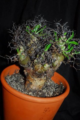 Tylecodon 012yy.jpg