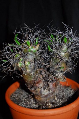 Tylecodon 013yy.jpg
