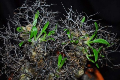 Tylecodon 014yy.jpg