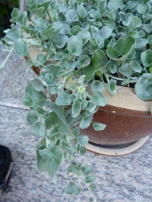 20130615 058 - Kopie (600x800).jpg