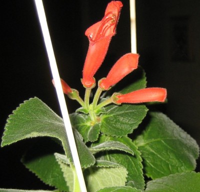 2013 Herbst 4 111.jpg