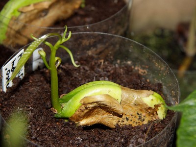 131116_mangifera_indica_osteen_II.jpg