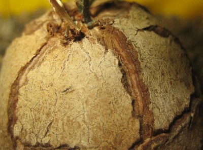 Caudex Dioscorea.jpg