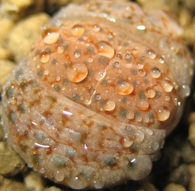 Lithops.jpg