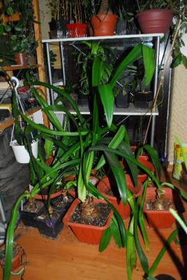 Amaryllis2013 012yy.jpg