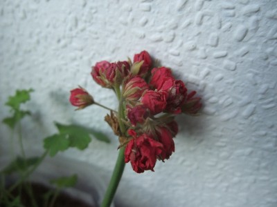DSCF8280.JPG