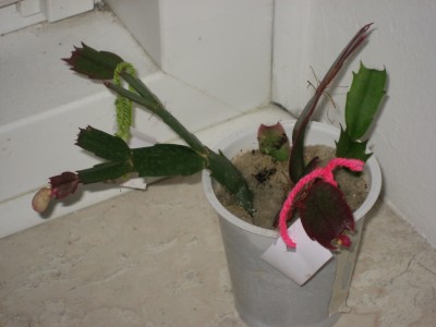 IMG_6100.JPG